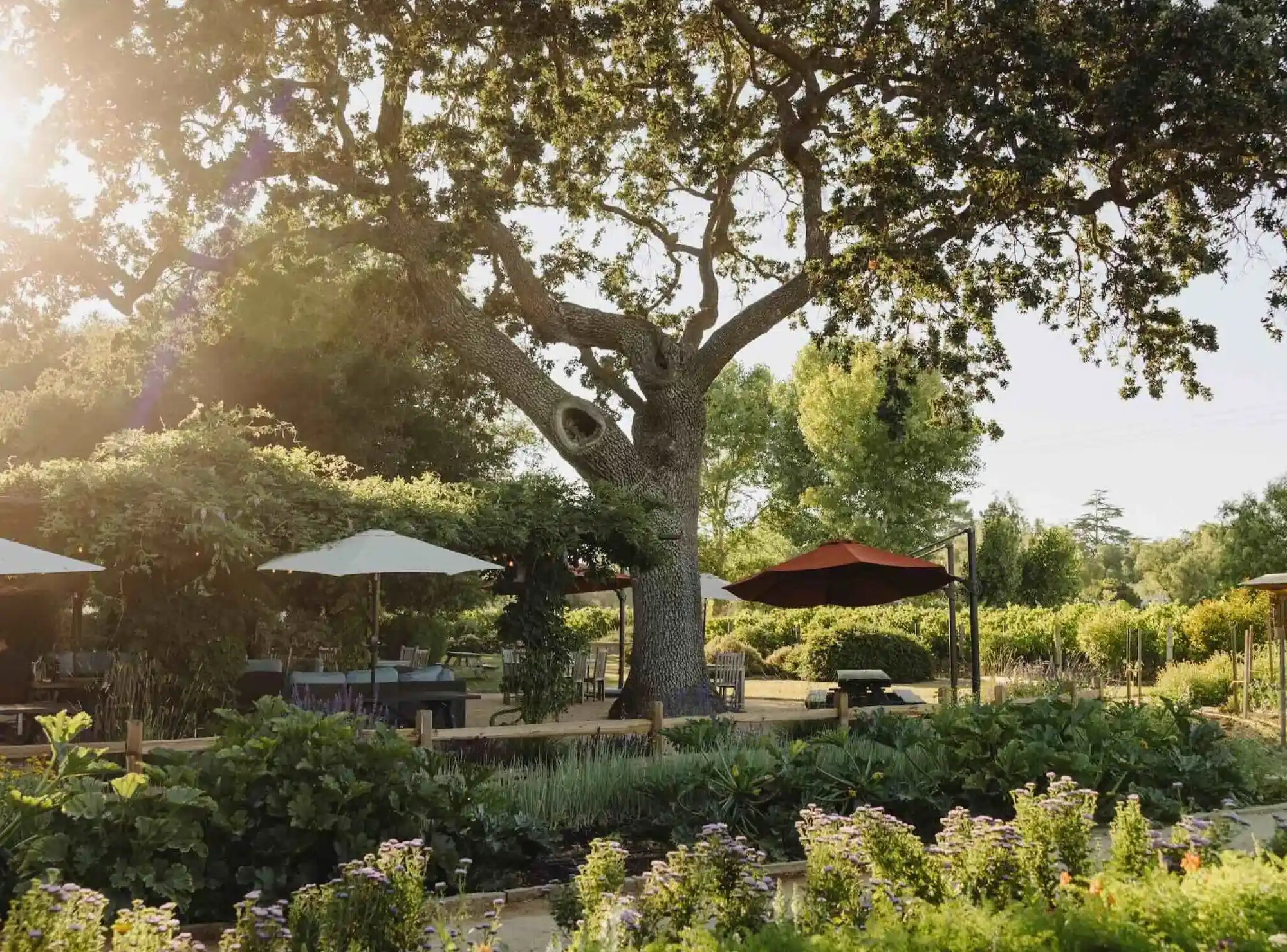 Roblar Winery Celebrates the Art of Wine Country Living